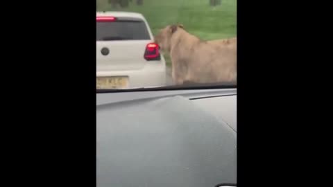 The Lion's Mother Brutal Vengeance