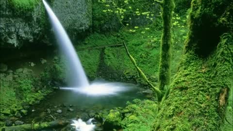 20 MIN RAINFOREST REALXING