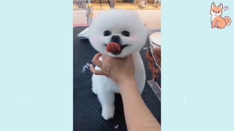 🤣Funny Dog Videos 2021🤣 It's time to LAUGH with Dog's life