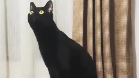 cat watching style cat