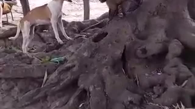 Monkey teaches dog a lessons