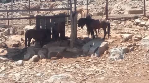 The magpie is stealing food from the horse