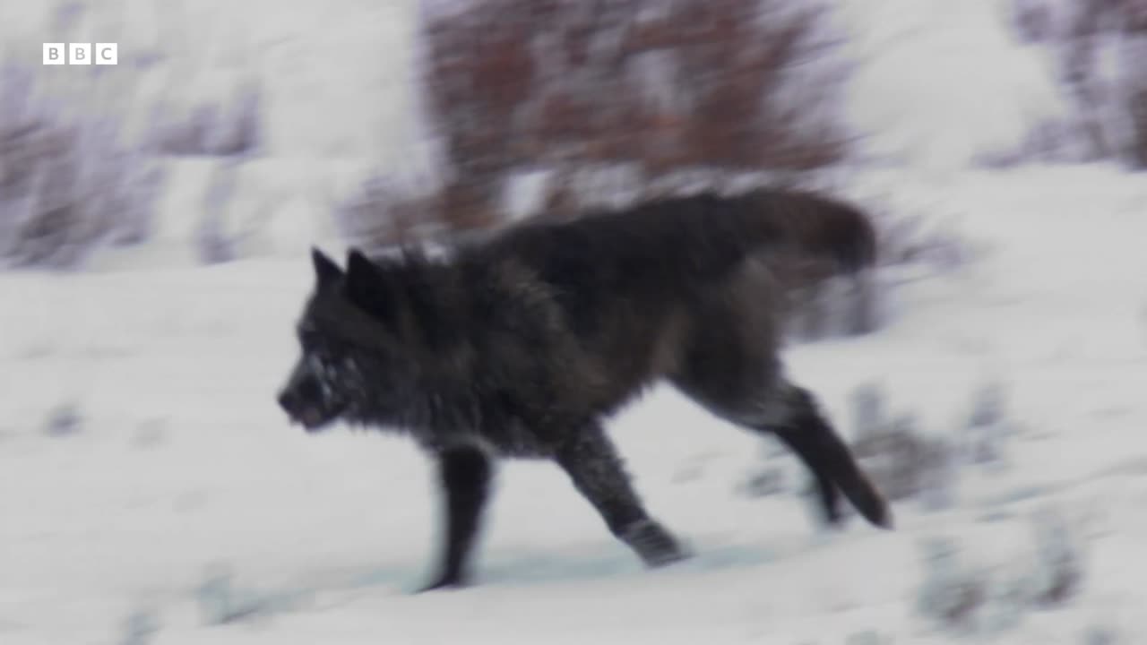 Hungry Wolf Pack Trap Elk Yellowstone BBC Earth