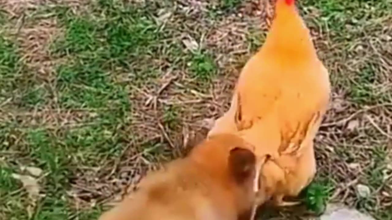 Dogs that will make you laugh out loud #amazing#funny#videoshort#dogshorts