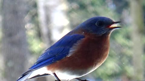 Bluebirds