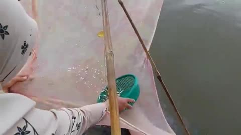 This is a beautiful and charming water-dwelling species