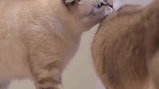 Cat Love