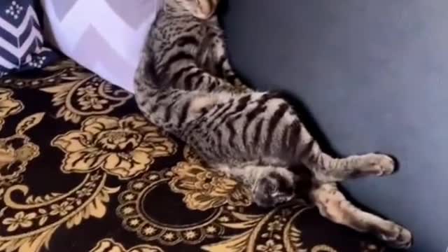 The status of the cat in the home