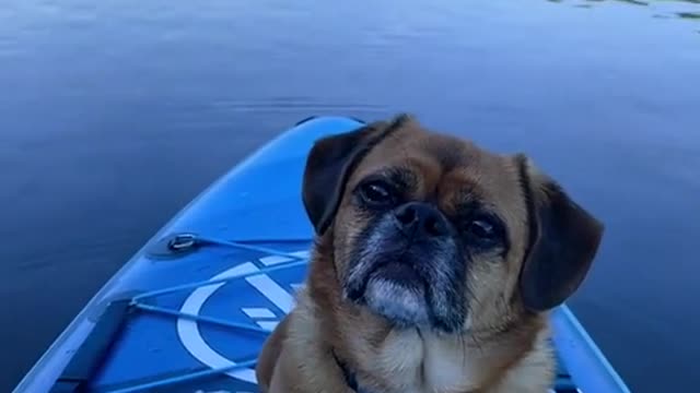 Relaxy dog and a little boat