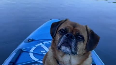 Relaxy dog and a little boat