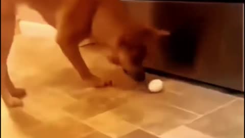 Dog funny video