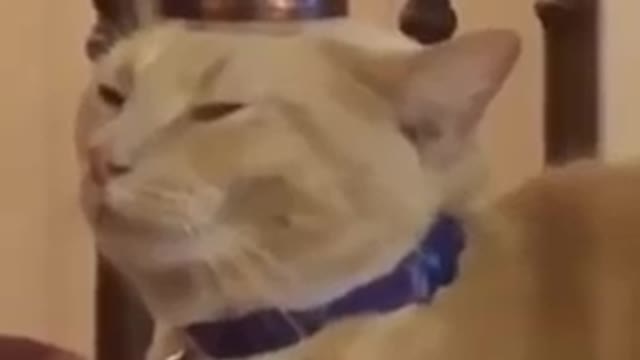 Cat video