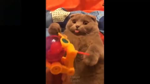 Cute And Funny Pets Try Not To Laugh To These Pets Compilation wow