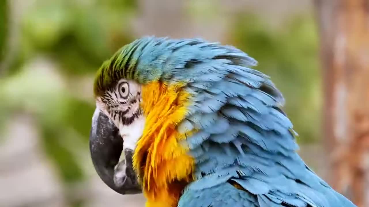 Beautiful parrot video! Colourful parrot