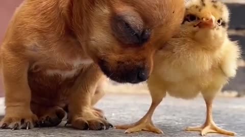 Sleepy dog and little cute chicken