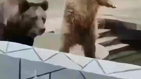 Amazing Bears Have Talent-Cute Bear Compilation