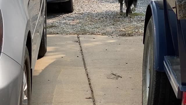 Gus the Dog Helps Carry Groceries