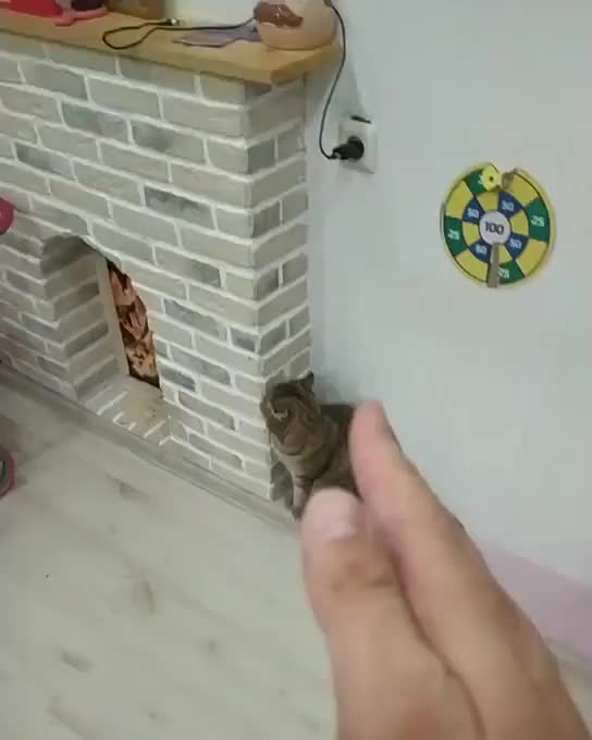 Kung fu cat so cute 😍