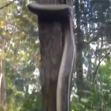 Snake mountaineering class