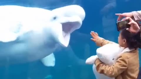 Beluga aquarium