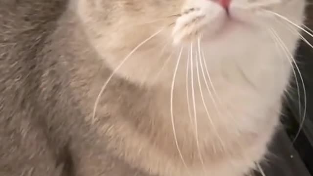 Cat video Playing Beautifull cat video Playing Beautifull cat