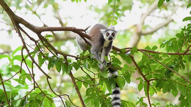 Beautiful animal eating leaf