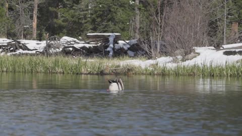 Rocky Mountain National Park Ducks At Sprague Lake