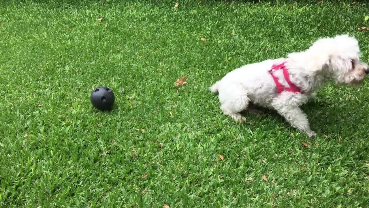 Cute Dog Playing With Ball