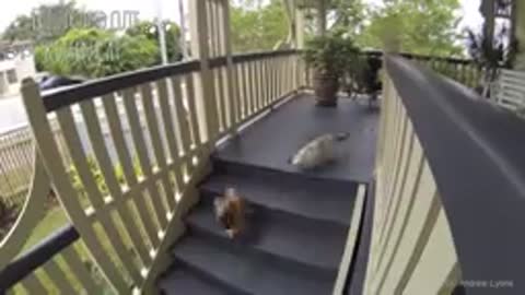 Poor Cat Fails 😹 Funniest Cats Falling Down 😿 Stairs Compilation