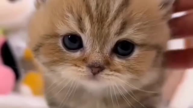 Cat funny video ☺😊☺