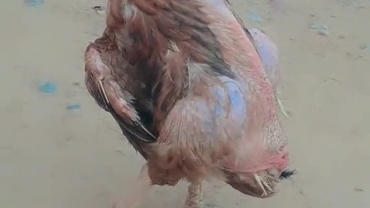 Funny video the hen is going reverse side wow amazing