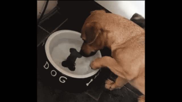 Dog gif video with fake bone