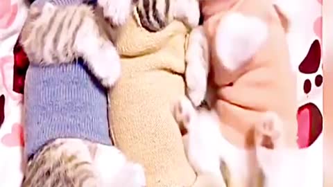 Gn cute kittys
