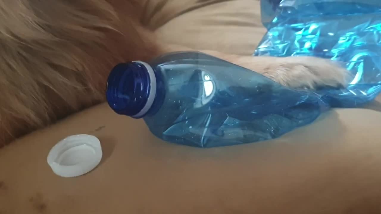 Another bottle for La la dog 🐶🍾