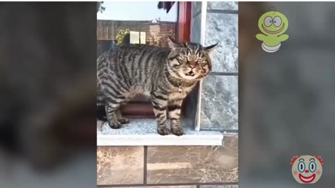 FUNNY VIDEOS OF CATS.