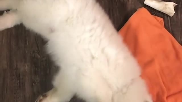 The dog is playing happily with the rag doll