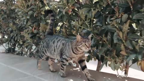 Nice cat walking slowly