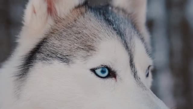 The most beautiful eyes on this dog and the strongest focus for hunting