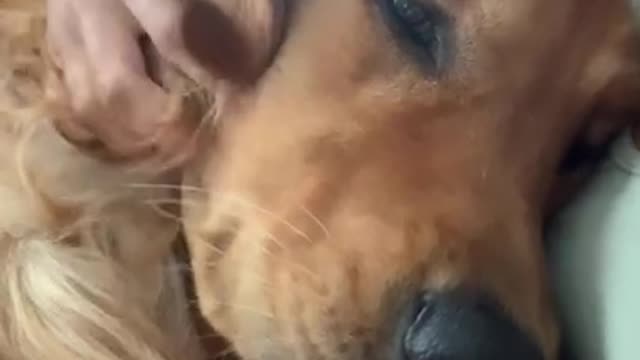 I Love Pets - Funny Pets Video Clips #Funny Pets