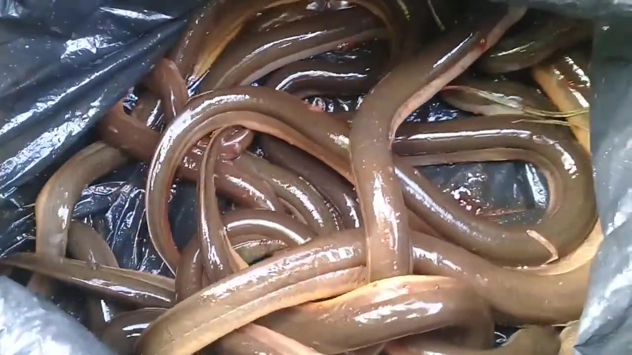 Eel fishing harvests baboons