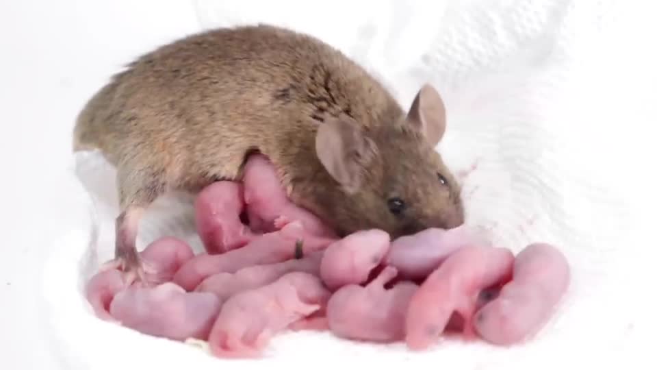 En fin ma souris dans la vie a 14 bébés incroyable.