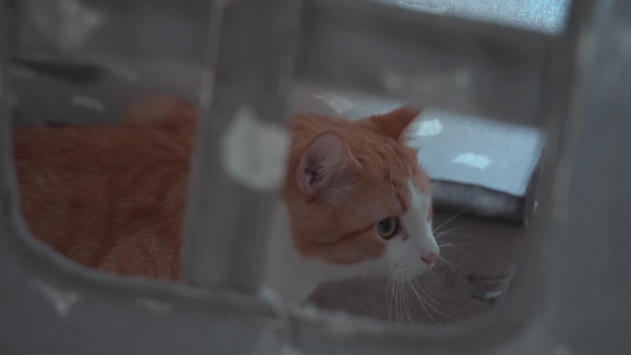 cute cat