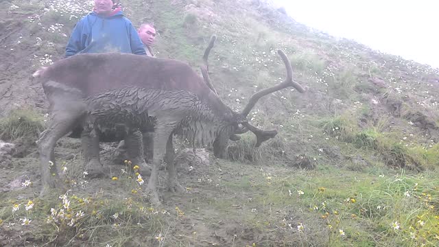 Men Rescue Reindeer Stuck in Deep Mud