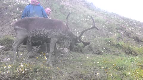 Men Rescue Reindeer Stuck in Deep Mud