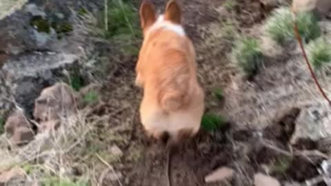 Baby Loki on the Trail