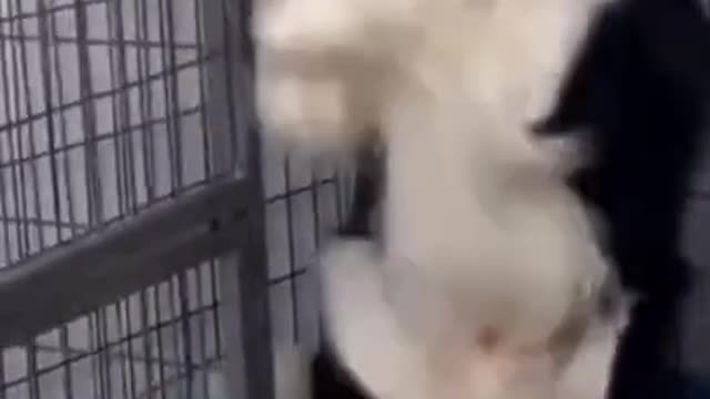 Funny 🤣🤣🤣 dog 🐕 video