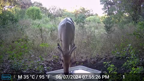 White Tail deer - Enforcing Authority