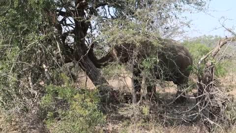 African Elephant Topples Tree