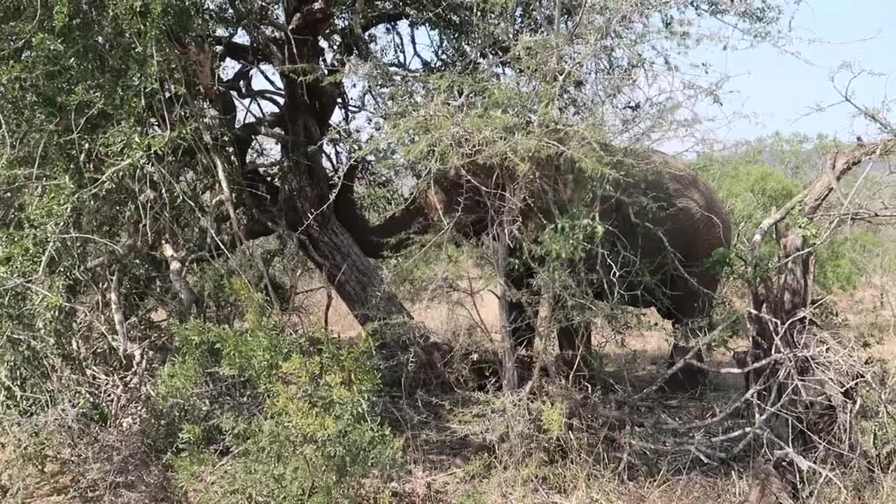 African Elephant Topples Tree