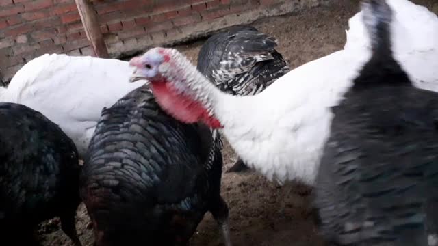 The Turkey begins to graze for his piece of food